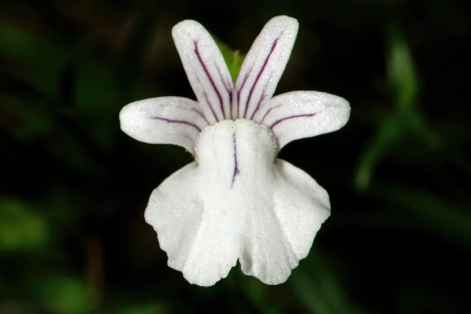 Nemesia (Nemesia Caerulea) — from deep blues and purples to bright pinks, image 35