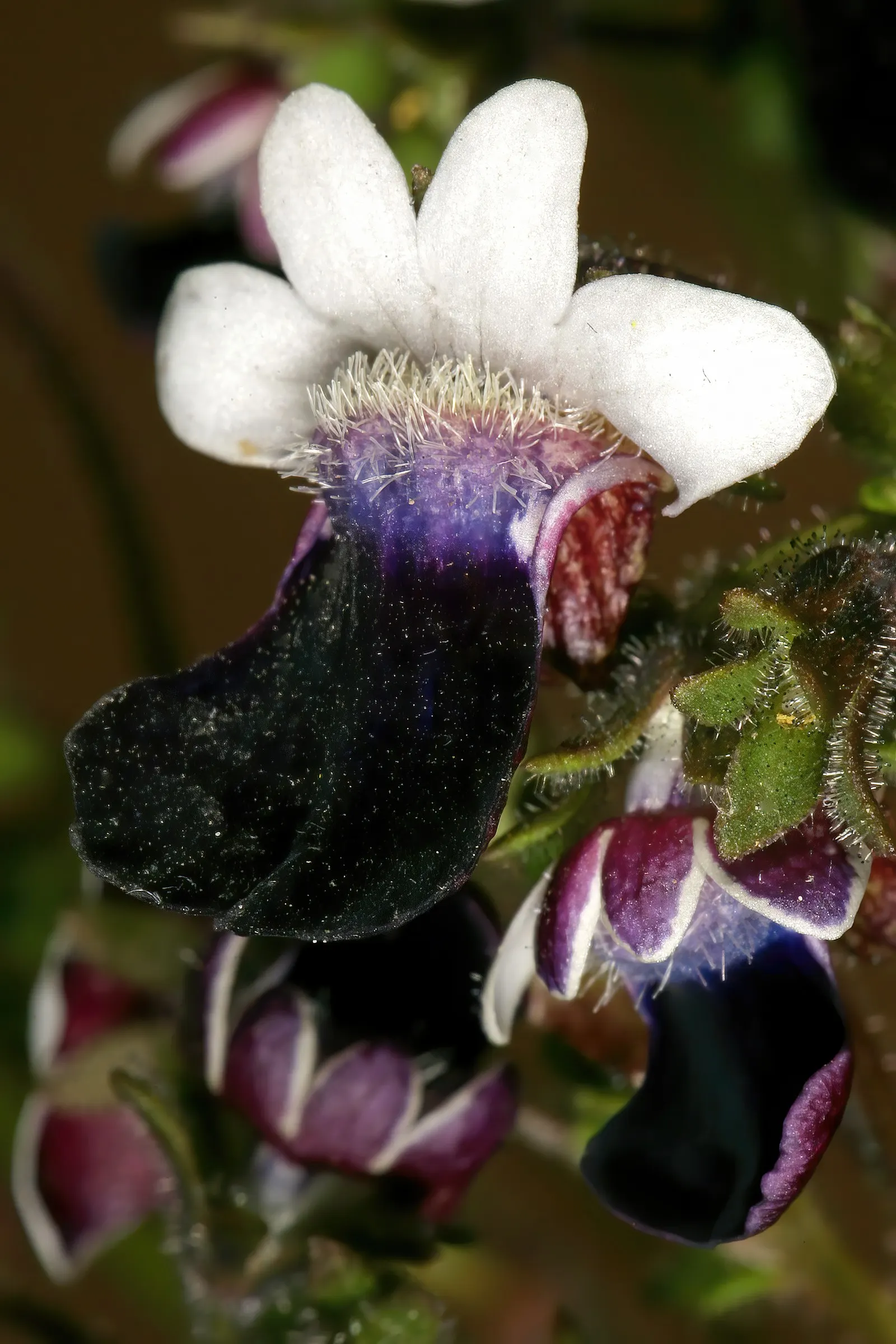 Nemesia (Nemesia Caerulea) — Nemesia thrives in well-drained soil and reaches a modest height and spread of about 12 inches; this enchanting plant, image 51