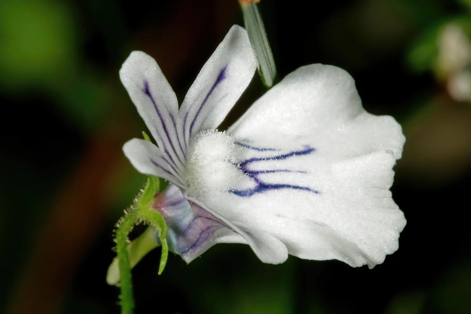 Nemesia (Nemesia Caerulea) — Nemesia displays an array of colors; nemesia thrives in well-drained soil and reaches a modest height and spread of about 12 inches