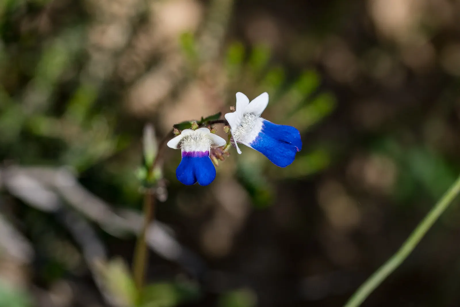 Nemesia (Nemesia Caerulea) — is a charming annual adorned with delicate flowers in a vibrant palette; nemesia displays an array of colors
