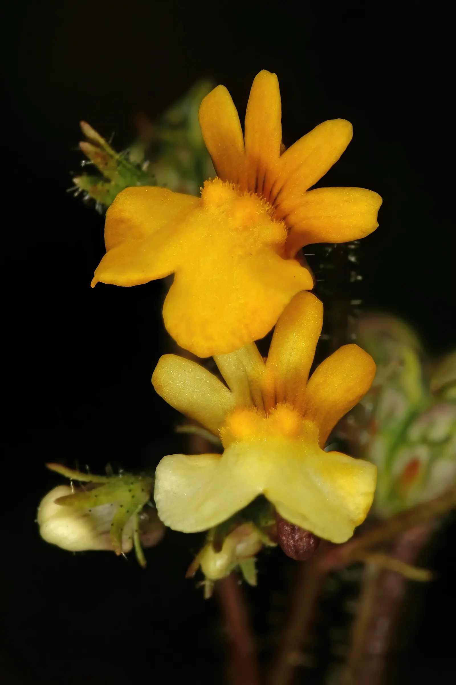 Nemesia (Nemesia Caerulea) — which can extend from the cool days of early spring well into the first frosts of fall; commonly known as Nemesia, image 63