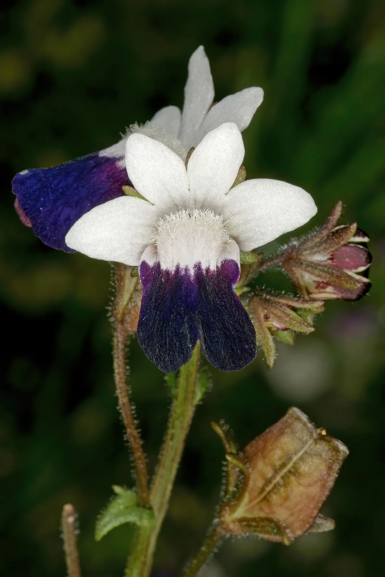 Nemesia (Nemesia Caerulea) — ranging from blues and purples to whites and pinks; where its multitude of blossoms adds a continuous burst of color, image 49