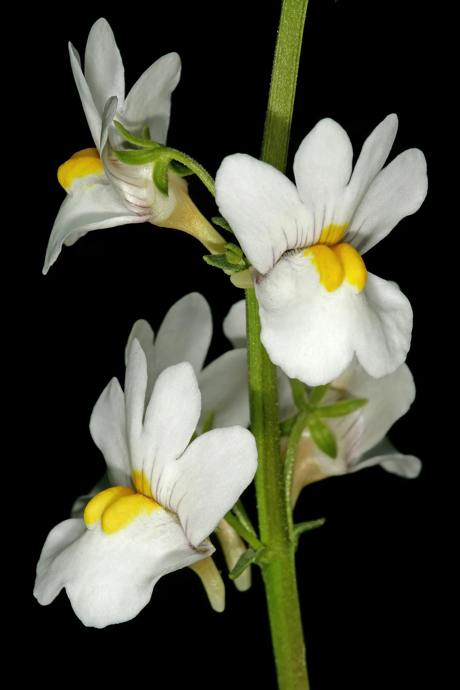 Nemesia (Nemesia Caerulea) — ranging from blues and purples to whites and pinks