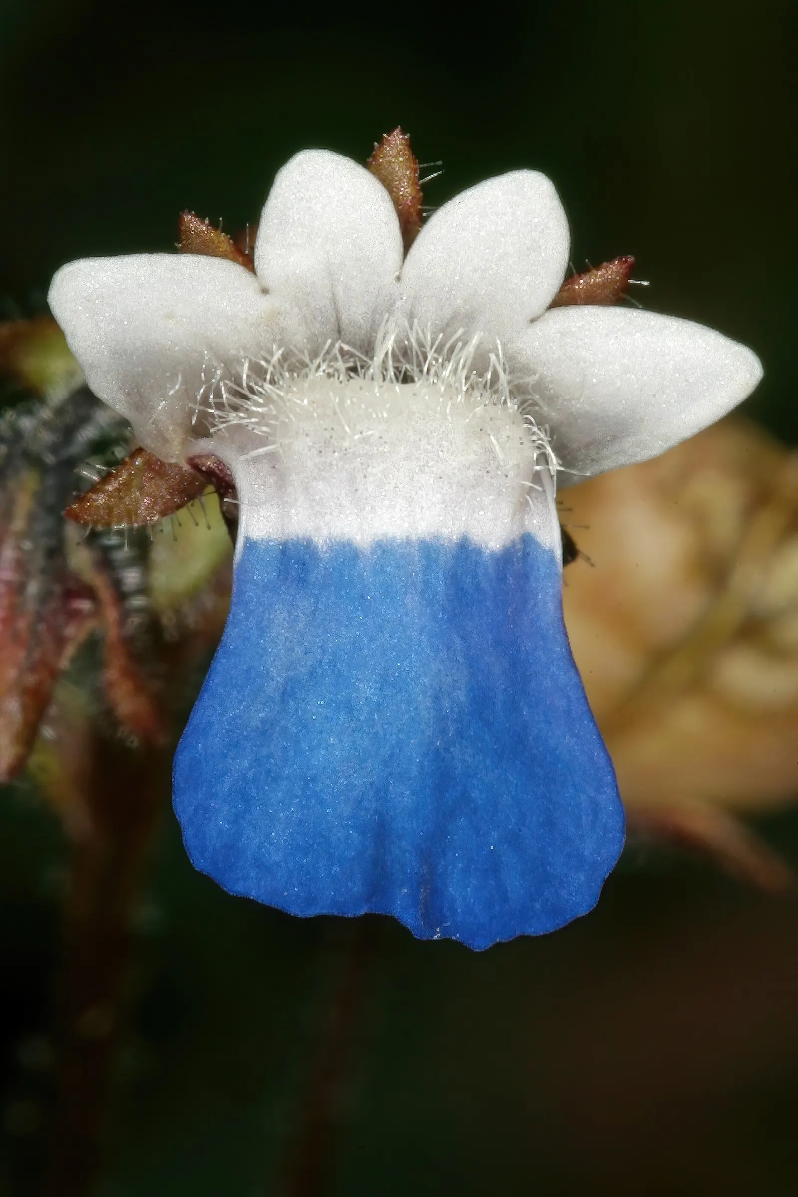Nemesia (Nemesia Caerulea) — commonly known as Nemesia; preferring full sun to partial shade, image 70