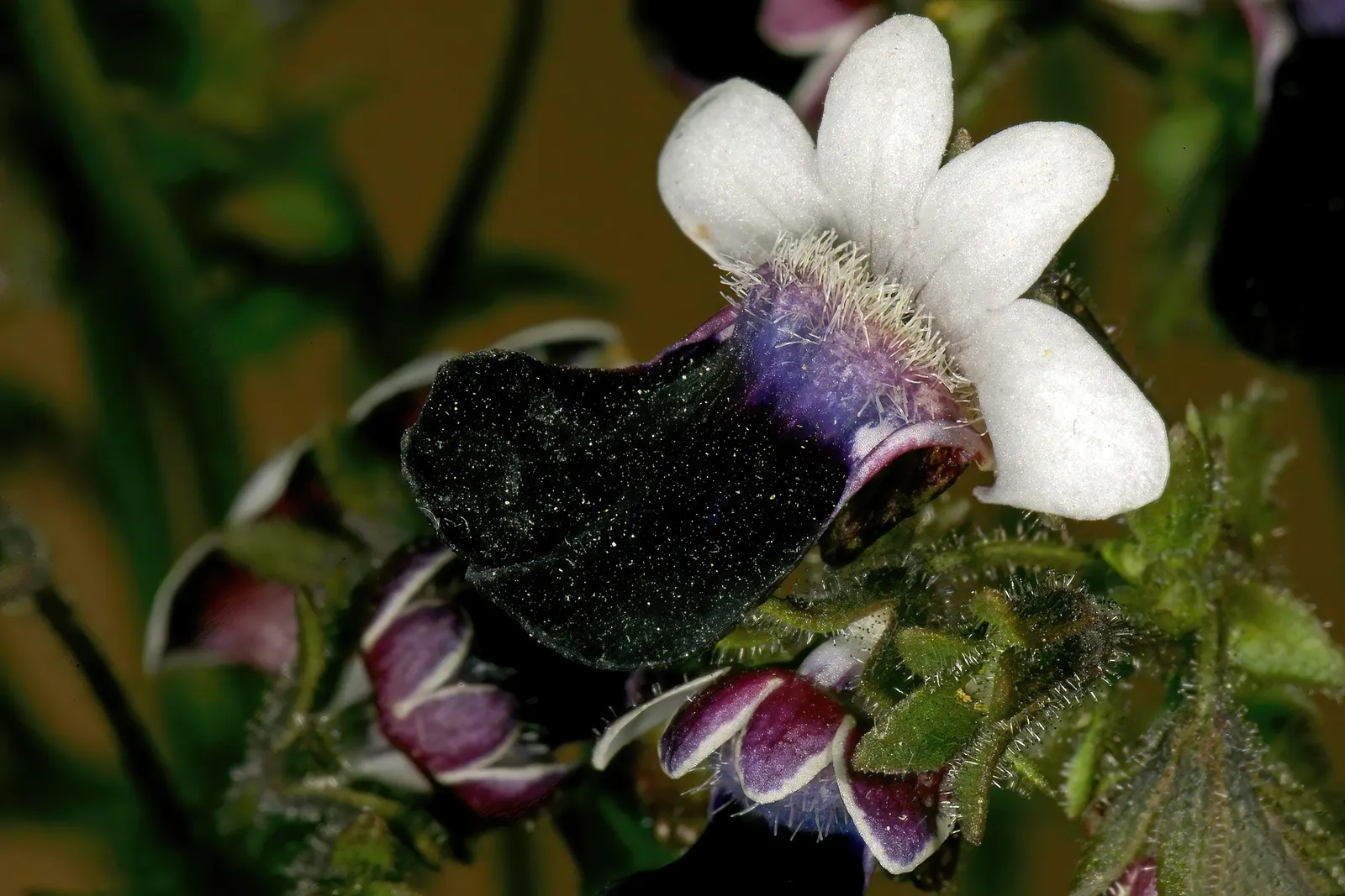 Nemesia (Nemesia Caerulea) — annual for full or half; the Nemesia is an excellent choice for client gardens, image 69
