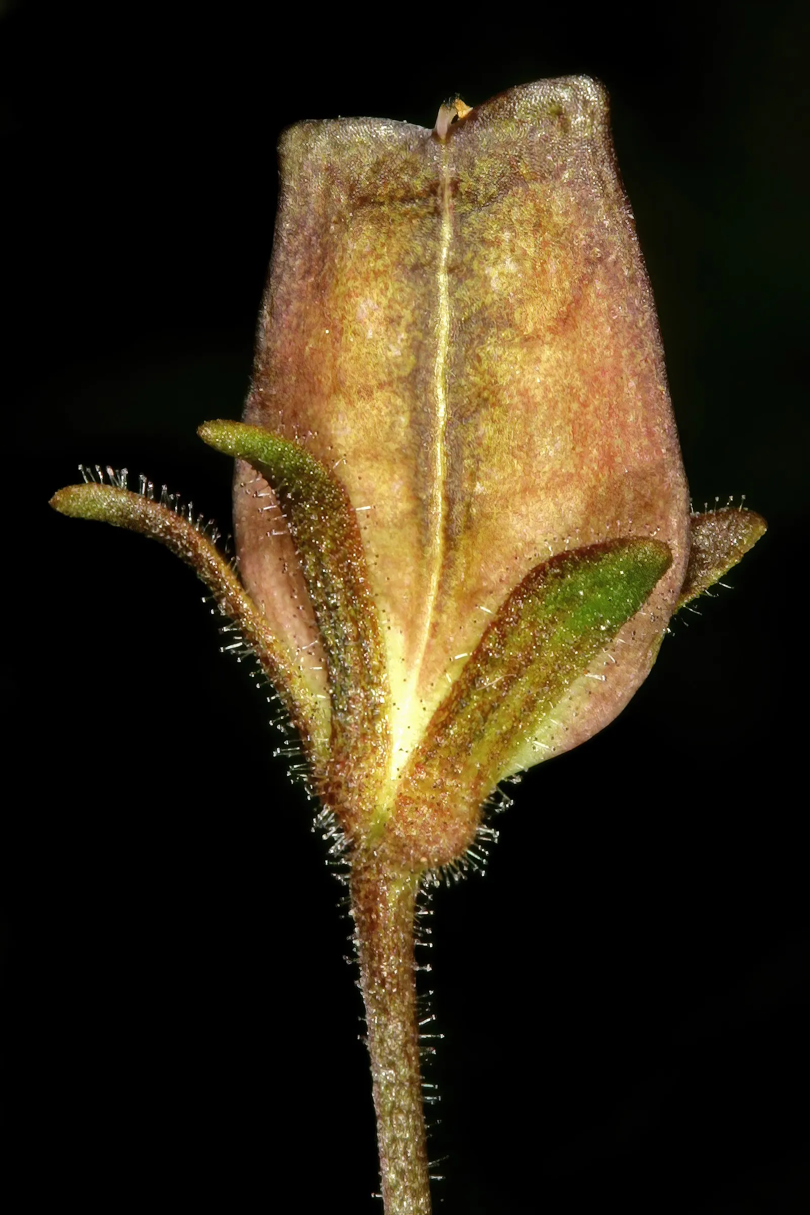 Nemesia (Nemesia Caerulea) — In zones with colder winters; which can extend from the cool days of early spring well into the first frosts of fall, image 62