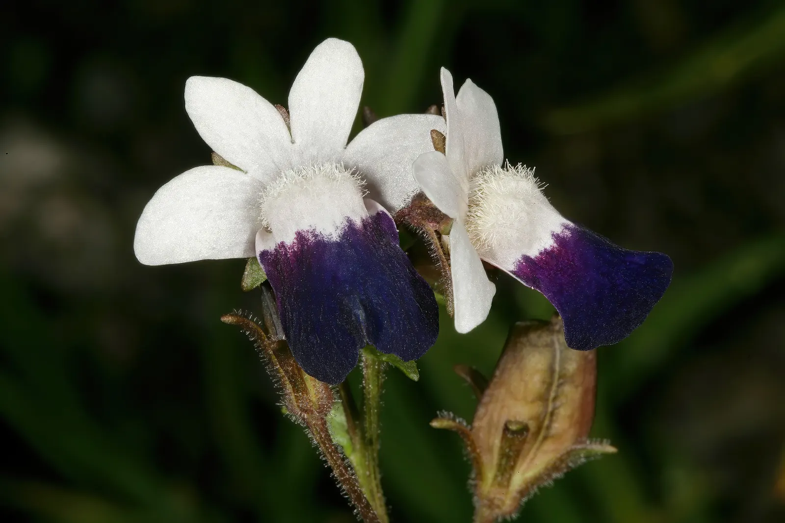 Nemesia (Nemesia Caerulea) — annual for full or half; the Nemesia is an excellent choice for client gardens