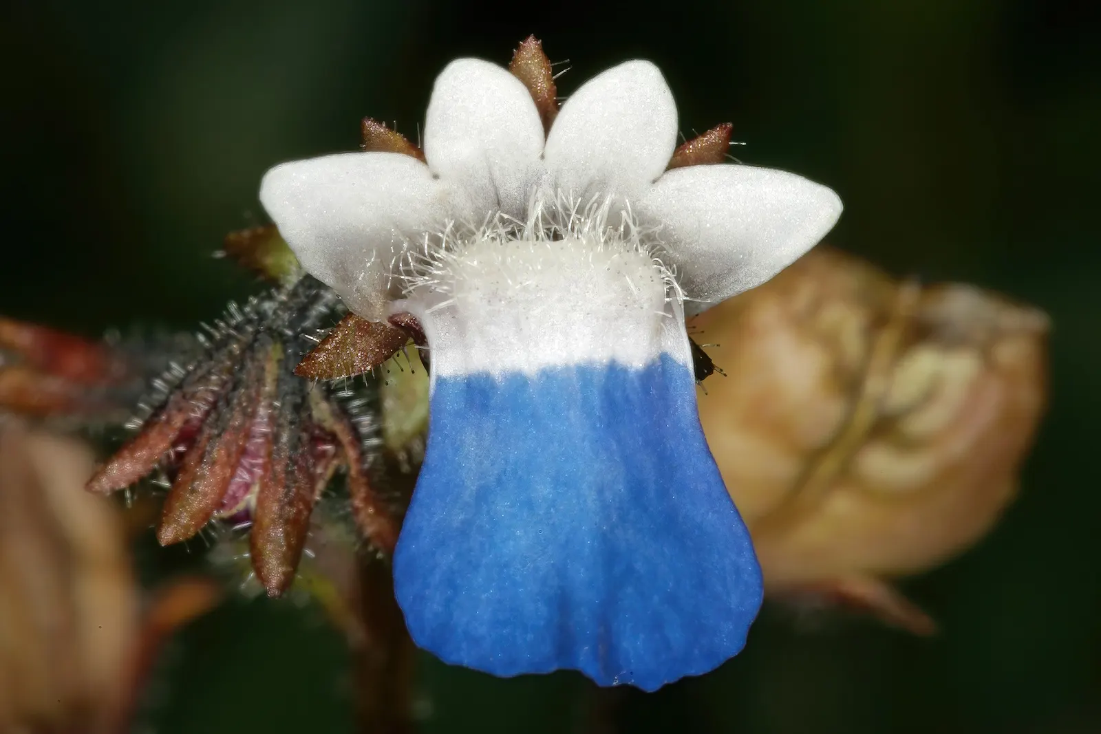 Nemesia (Nemesia Caerulea) — annual with blue and pink and purple and white blooms; often with contrasting centers or intricate vein patterns.<br><br>Nemesia