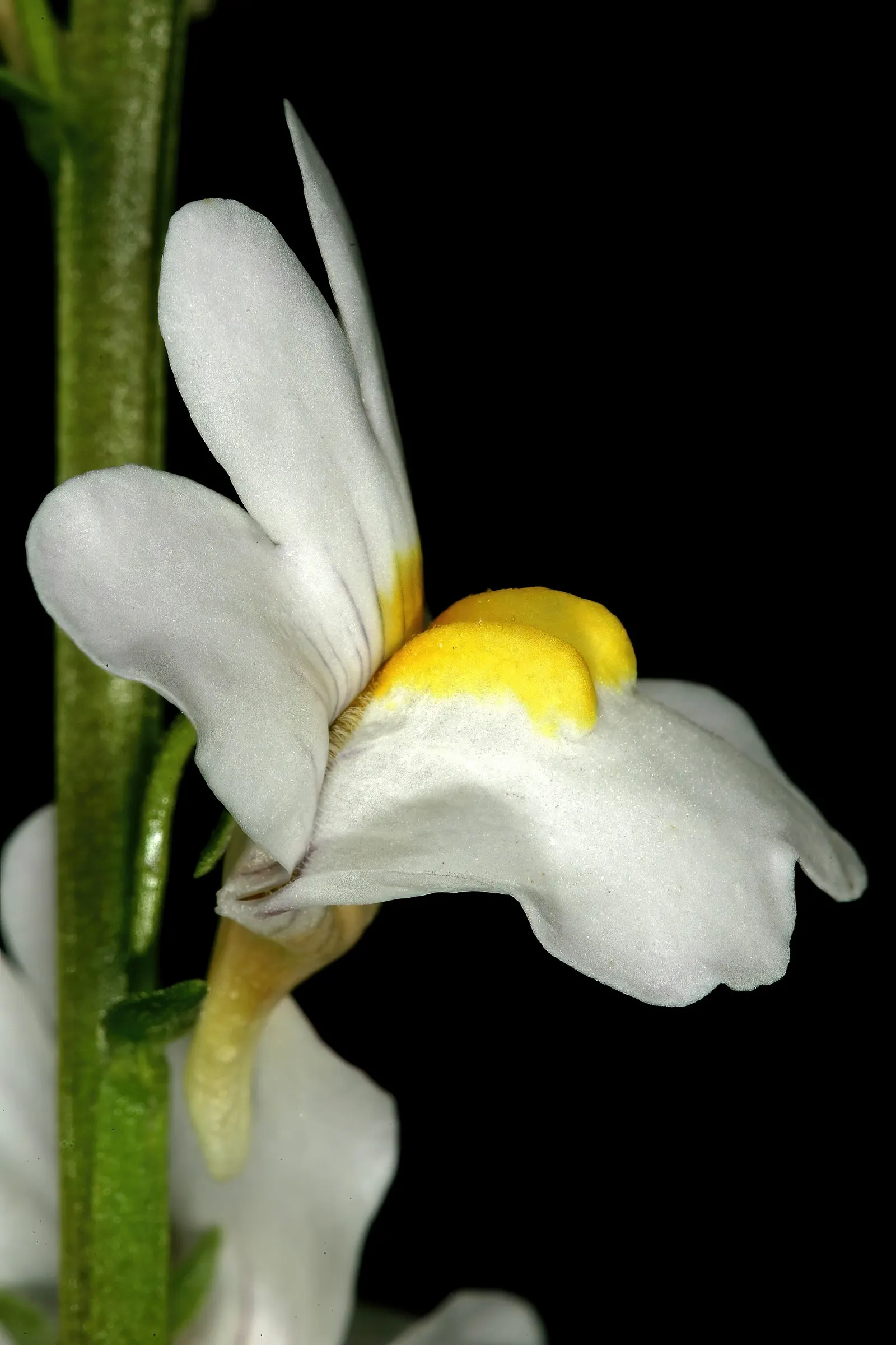 Nemesia (Nemesia Caerulea) — It is well-suited for USDA hardiness zones 9 to 11 and can be treated as a perennial in these warmer climates, image 61