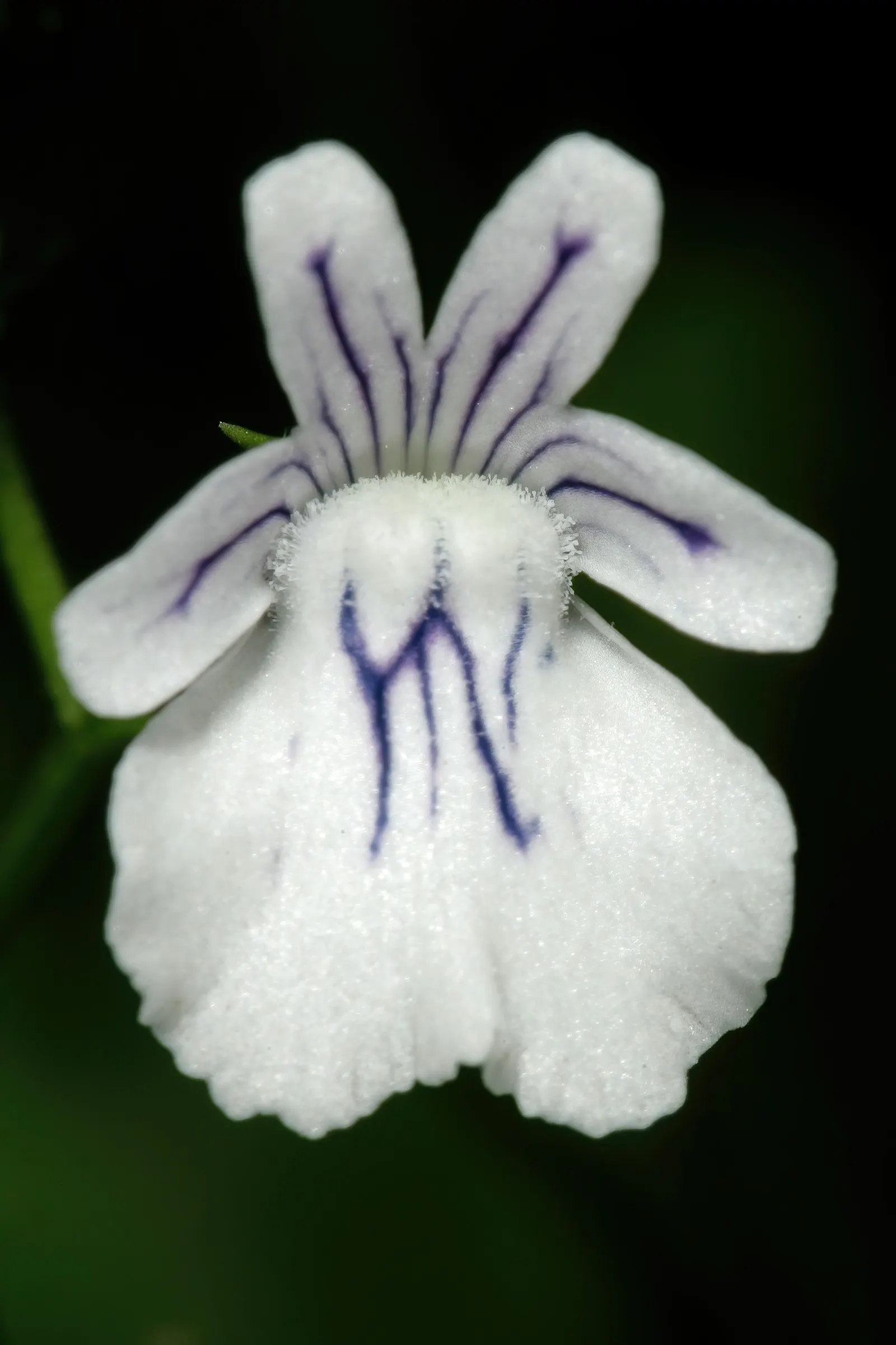 Nemesia (Nemesia Caerulea) — often with contrasting centers or intricate vein patterns.<br><br>Nemesia thrives in full sun to partial shade, image 59