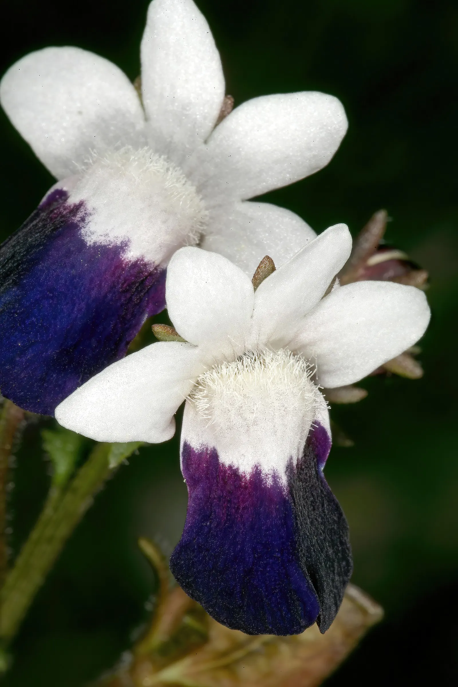 Nemesia (Nemesia Caerulea) — often with contrasting centers or intricate vein patterns.<br><br>Nemesia thrives in full sun to partial shade; incorporate a