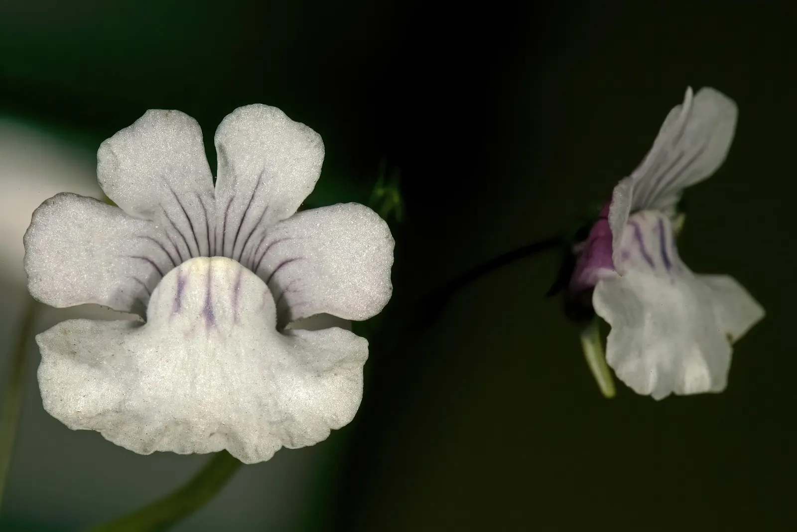 Nemesia (Nemesia Caerulea) — annual with blue and pink and purple and white blooms; often with contrasting centers or intricate vein, image 68