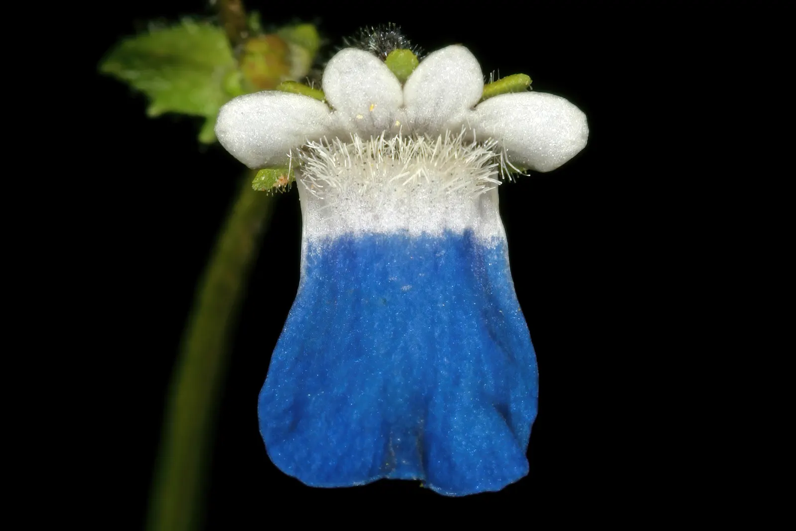 Nemesia (Nemesia Caerulea) — offering a colorful ground cover or bordered accent; in zones with colder winters, image 52