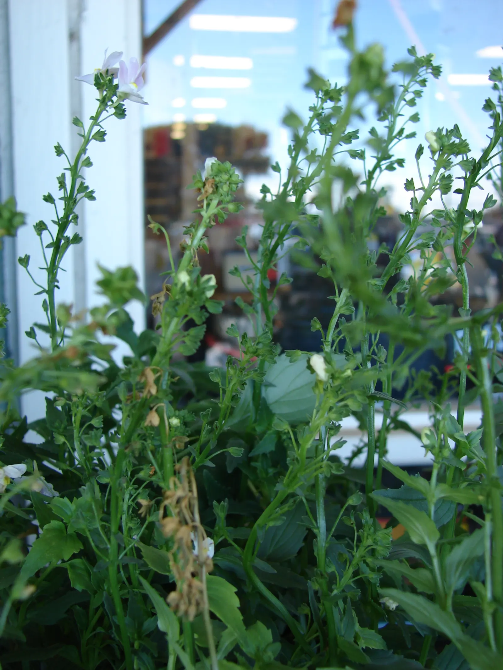Nemesia (Nemesia Caerulea) — which can extend from the cool days of early spring well into the first frosts of fall