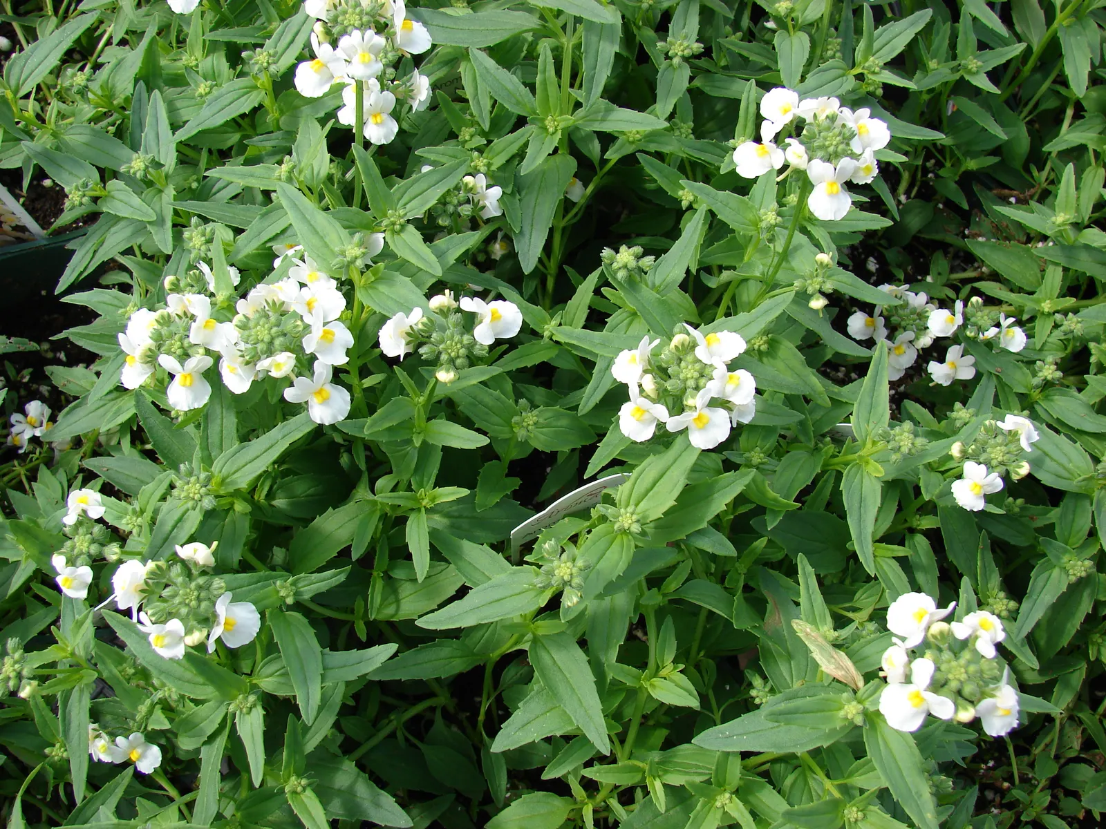Nemesia (Nemesia Caerulea) — creating a compact mound of vibrant foliage