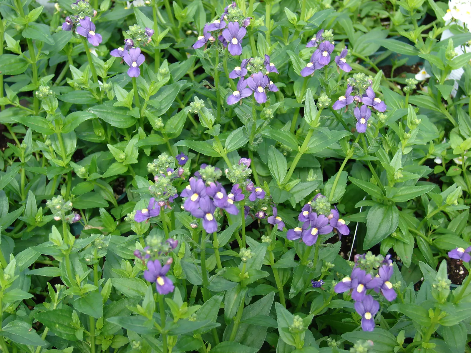 Nemesia (Nemesia Caerulea) — is a charming annual adorned with delicate flowers in a vibrant palette