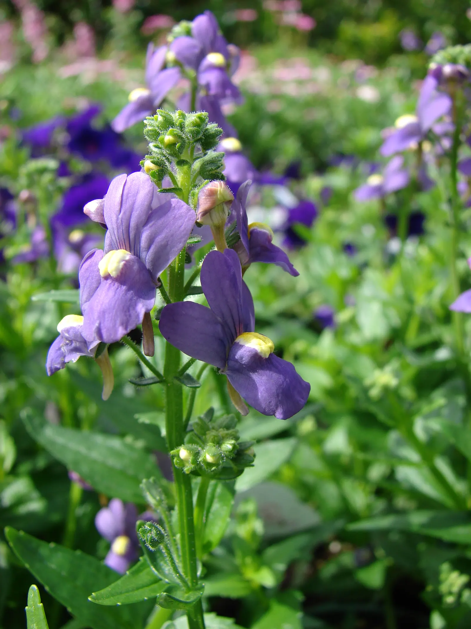 Nemesia (Nemesia Caerulea) — where its multitude of blossoms adds a continuous burst of color