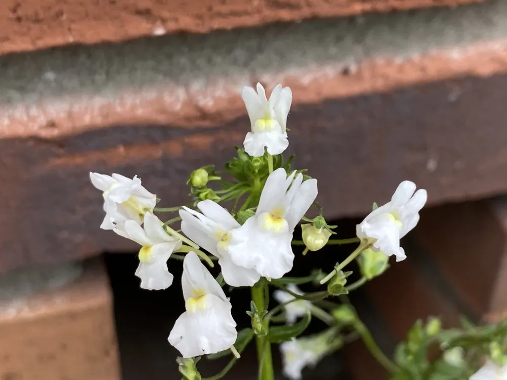 Nemesia (Nemesia Caerulea) — offering a colorful ground cover or bordered accent; in zones with colder winters