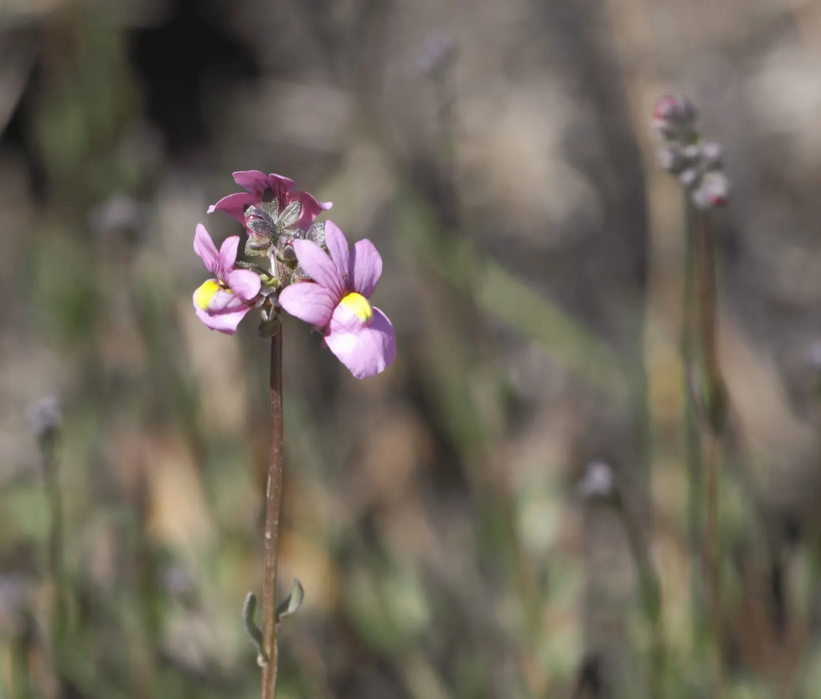 Nemesia (Nemesia Caerulea) — ranging from blues and purples to whites and pinks; where its multitude of blossoms adds a continuous burst of color, image 72