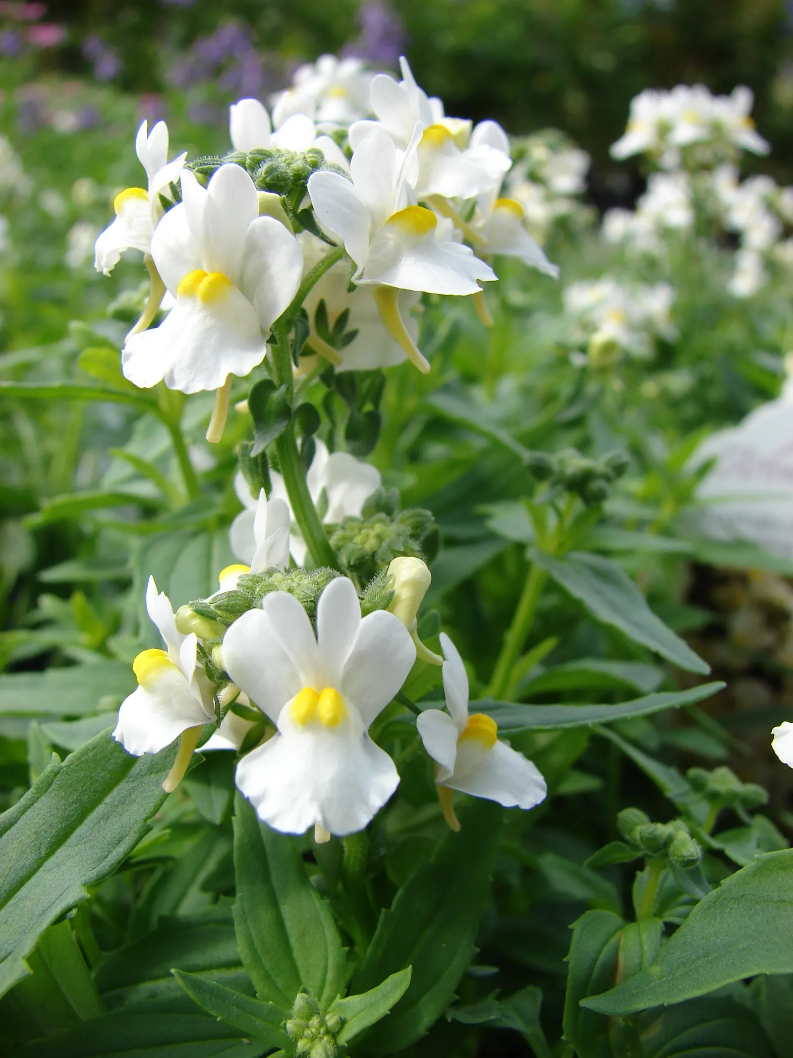 Nemesia (Nemesia Caerulea) — is a charming annual or short-lived perennial that offers a delightful splash of color to any garden design