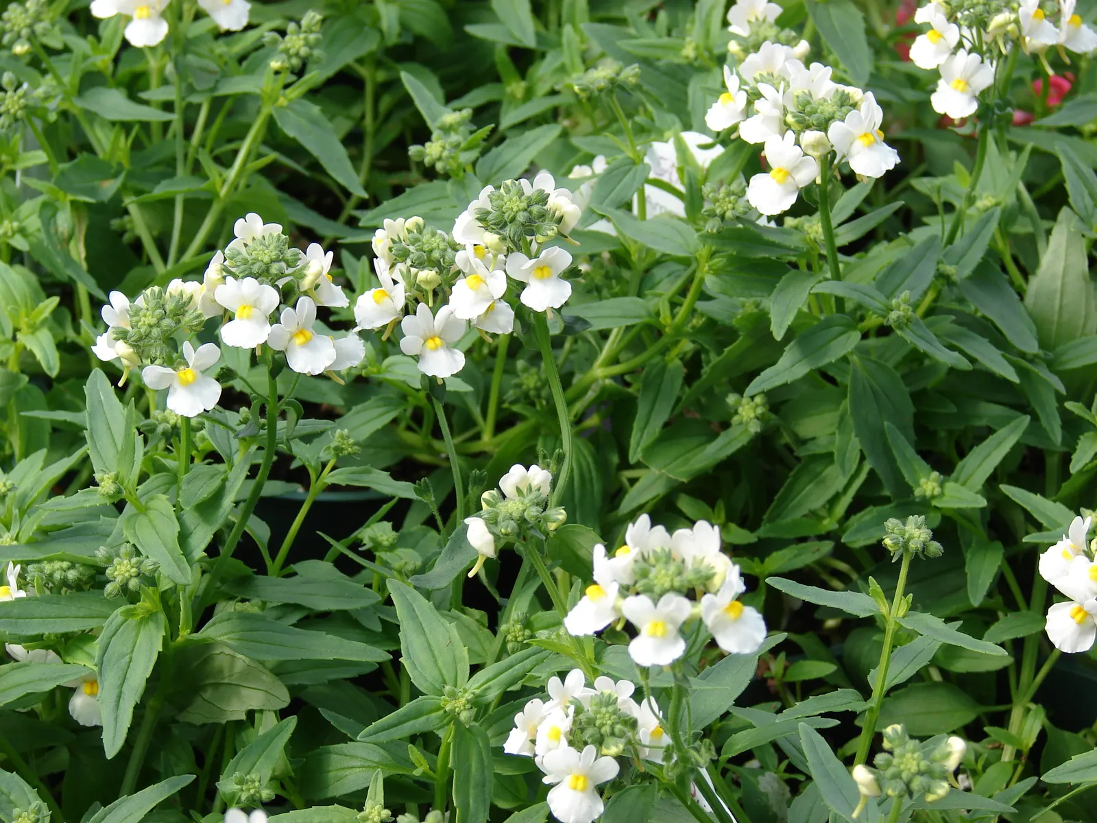Nemesia (Nemesia Caerulea) — Preferring full sun to partial shade