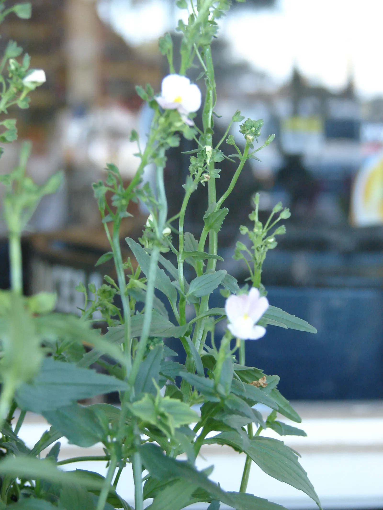 Nemesia (Nemesia Caerulea) — ranging from blues and purples to whites and pinks; where its multitude of blossoms adds a continuous burst of color