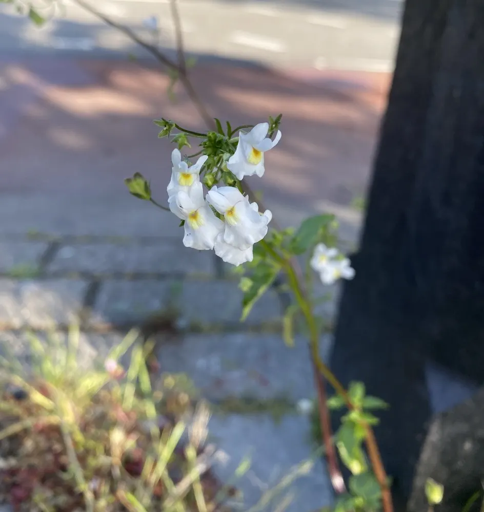 Nemesia (Nemesia Caerulea) — is a charming annual or short-lived perennial that offers a delightful splash of color to any garden design; its pleasant
