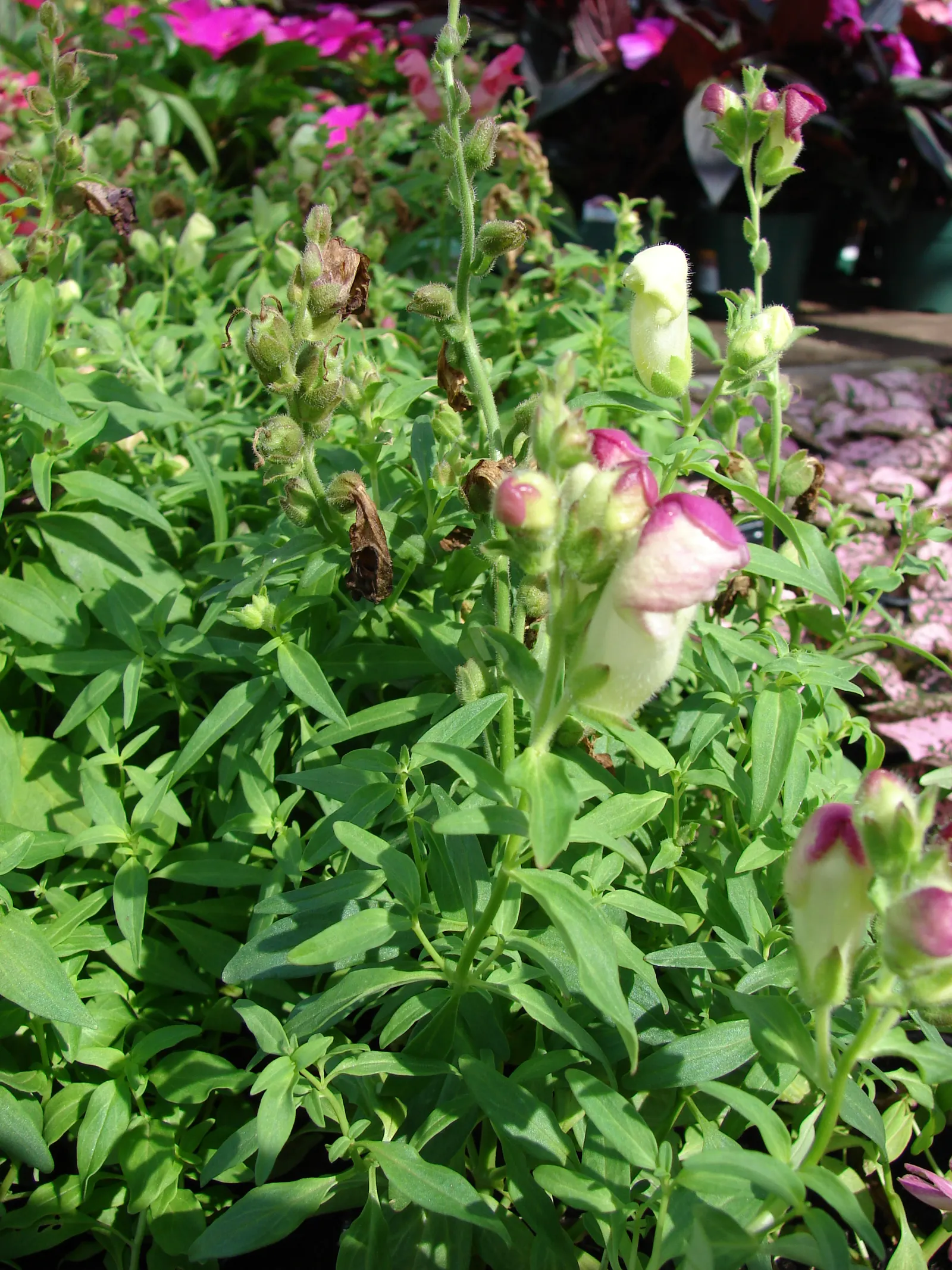 Nemesia (Nemesia Caerulea) — incorporate a slow-release fertilizer to ensure robust growth.<br><br>Compact and remarkably floriferous