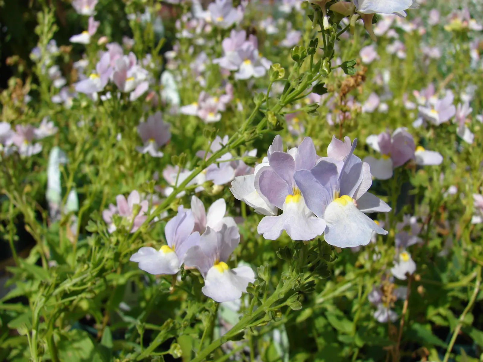Nemesia (Nemesia Caerulea) — from deep blues and purples to bright pinks