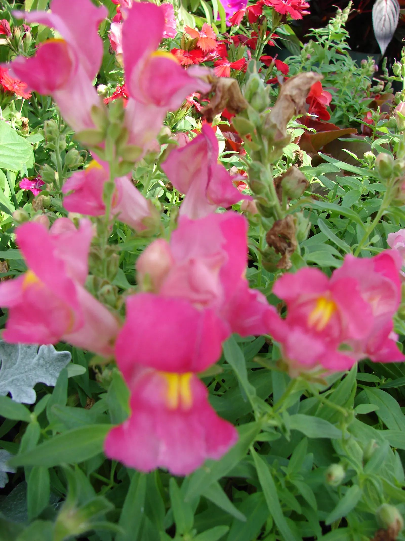 Nemesia (Nemesia Caerulea) — preferring well-draining soil that is consistently moist but not waterlogged