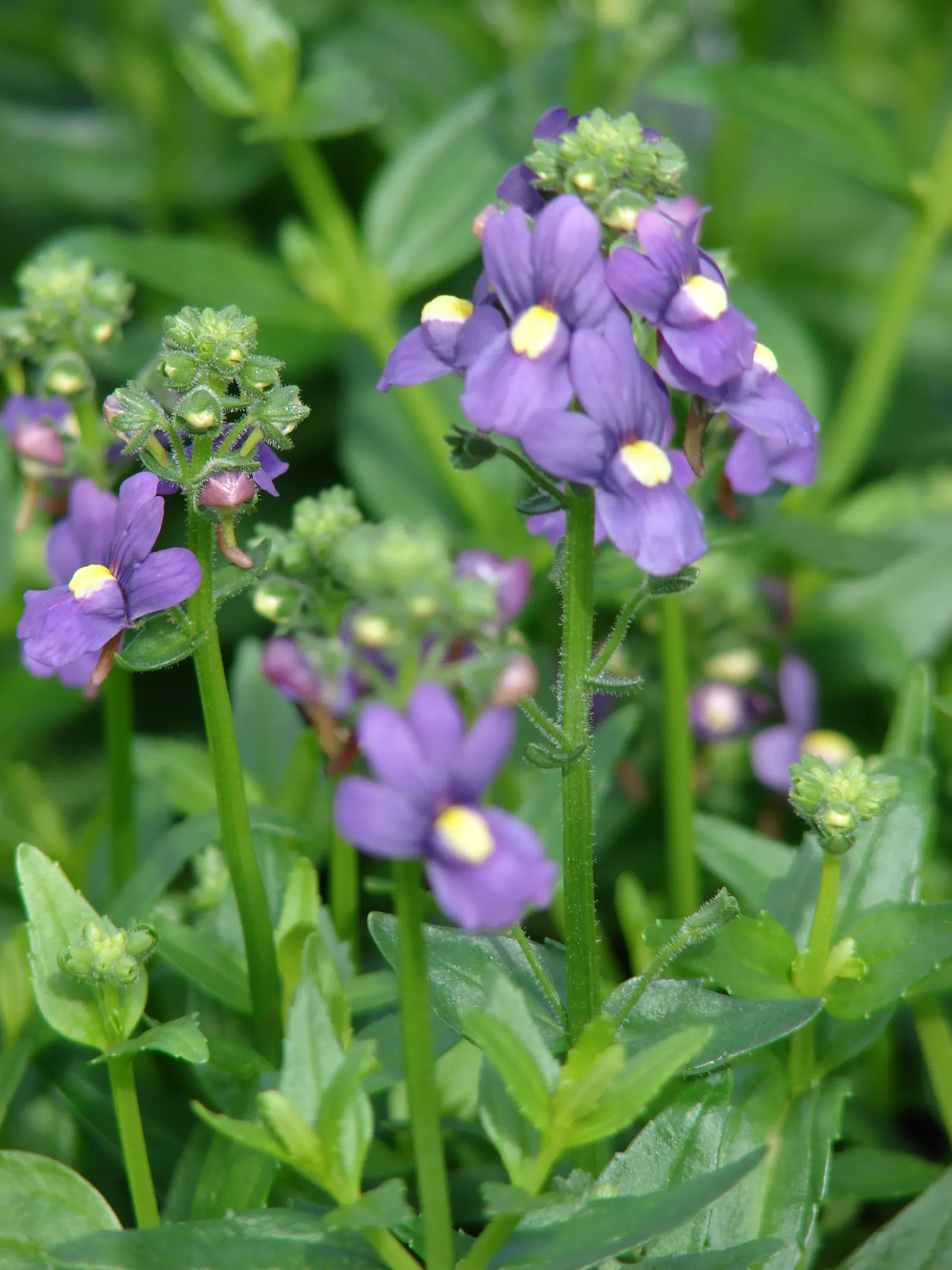 Nemesia (Nemesia Caerulea) — commonly known as Nemesia