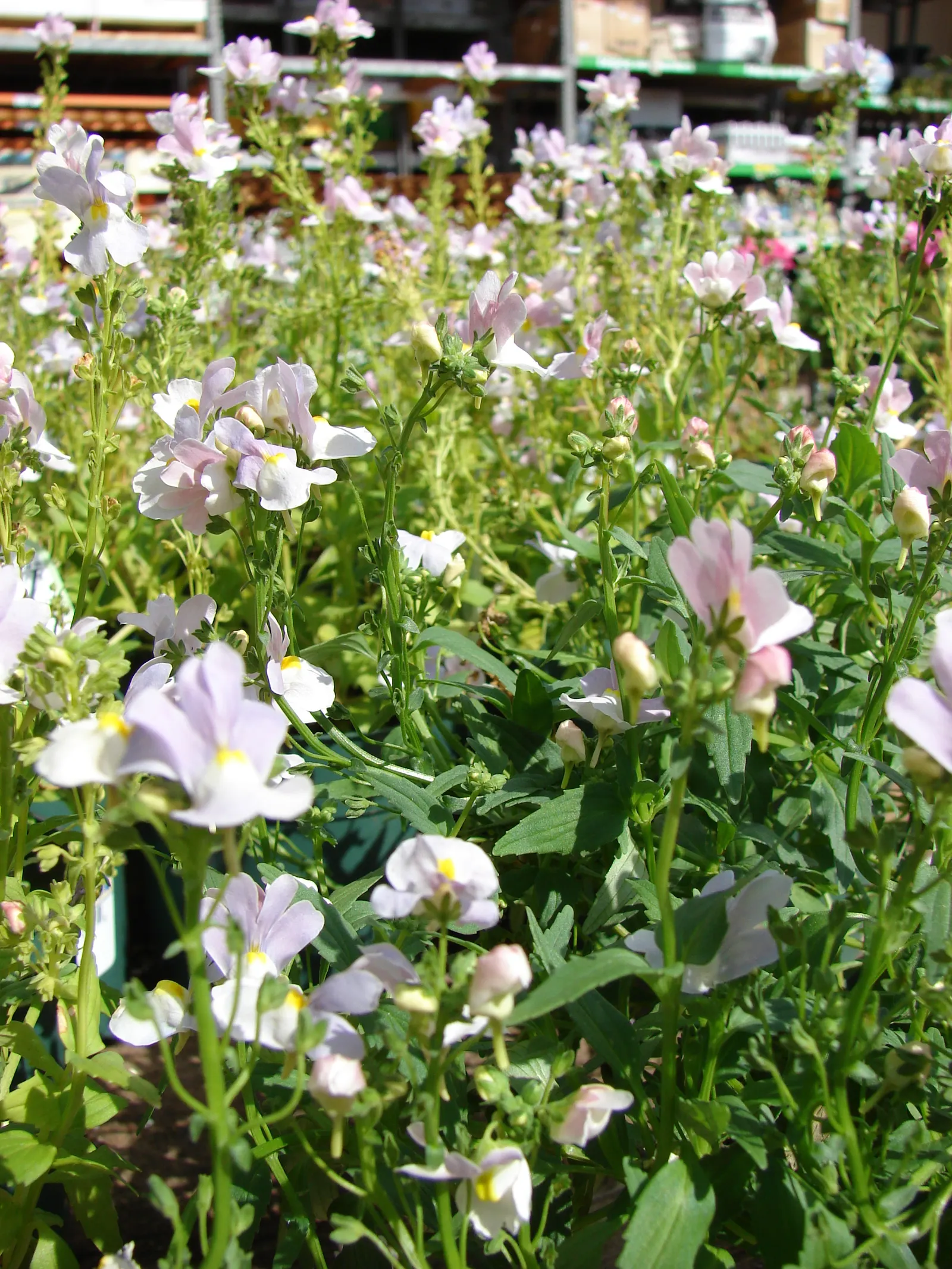 Nemesia (Nemesia Caerulea) — It is well-suited for USDA hardiness zones 9 to 11 and can be treated as a perennial in these warmer climates