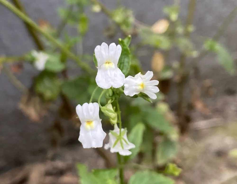 Nemesia (Nemesia Caerulea) — Its pleasant fragrance and continual blooms enhance gardens from spring to fall; annual for full or half