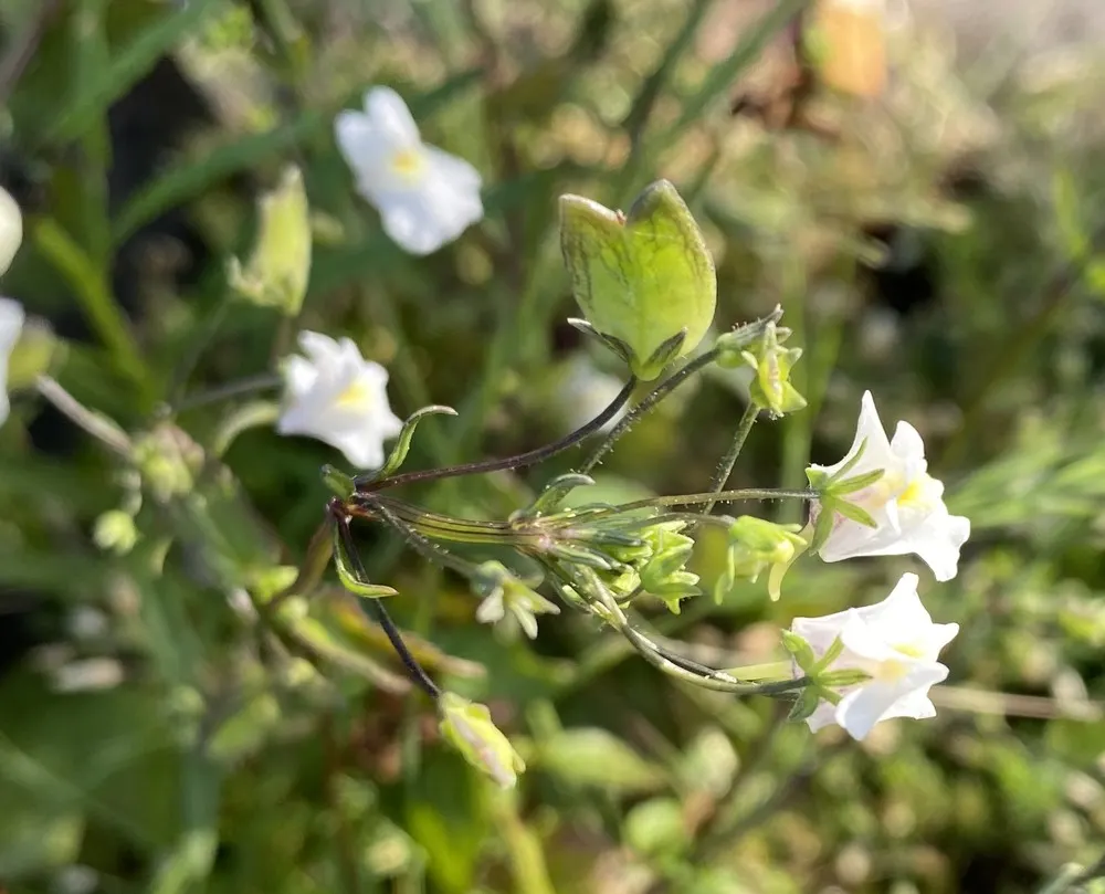 Nemesia (Nemesia Caerulea) — commonly known as Nemesia; preferring full sun to partial shade