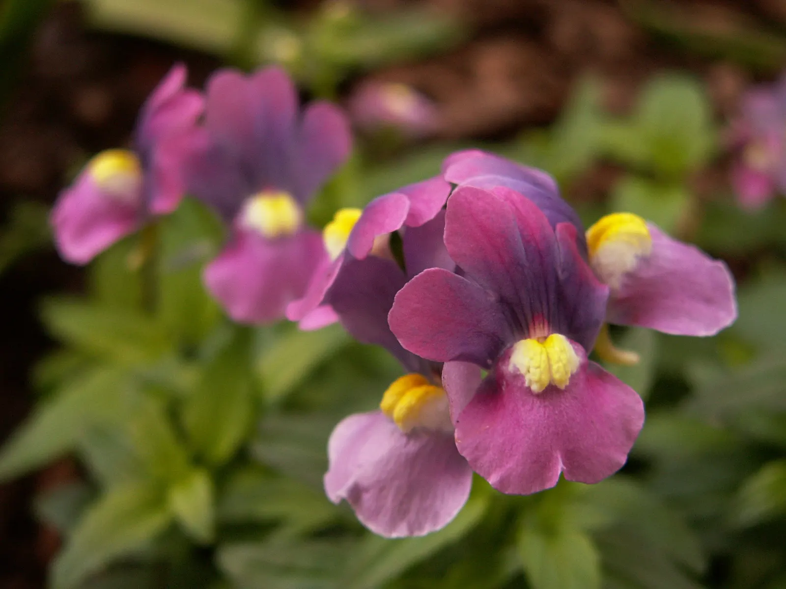 Nemesia (Nemesia Caerulea) — In zones with colder winters; which can extend from the cool days of early spring well into the first frosts of fall