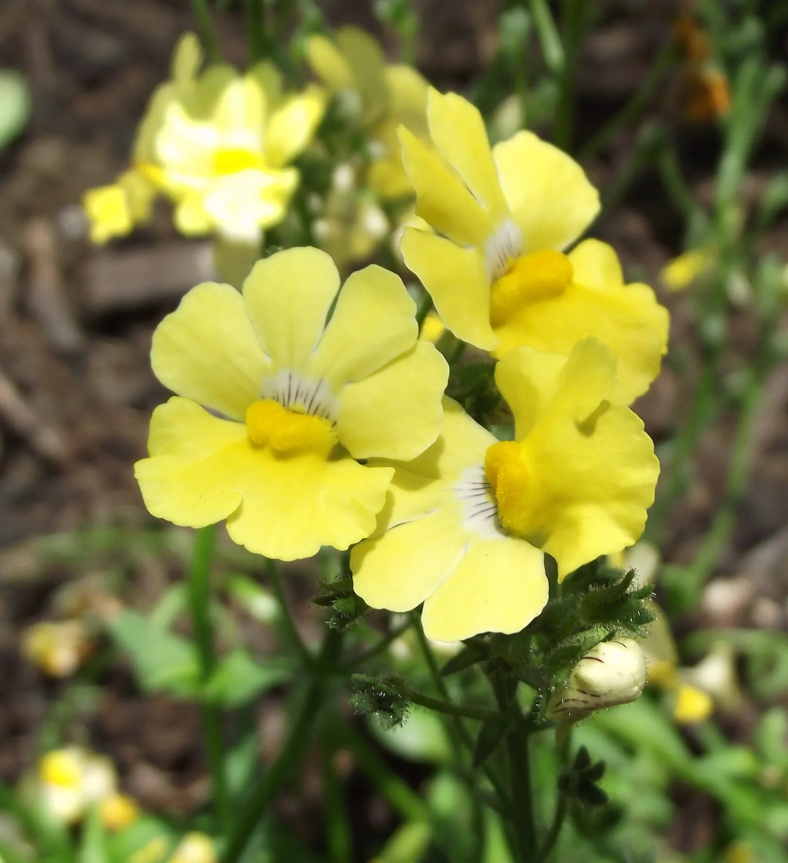 Nemesia (Nemesia Caerulea) — which can extend from the cool days of early spring well into the first frosts of fall; commonly known as Nemesia