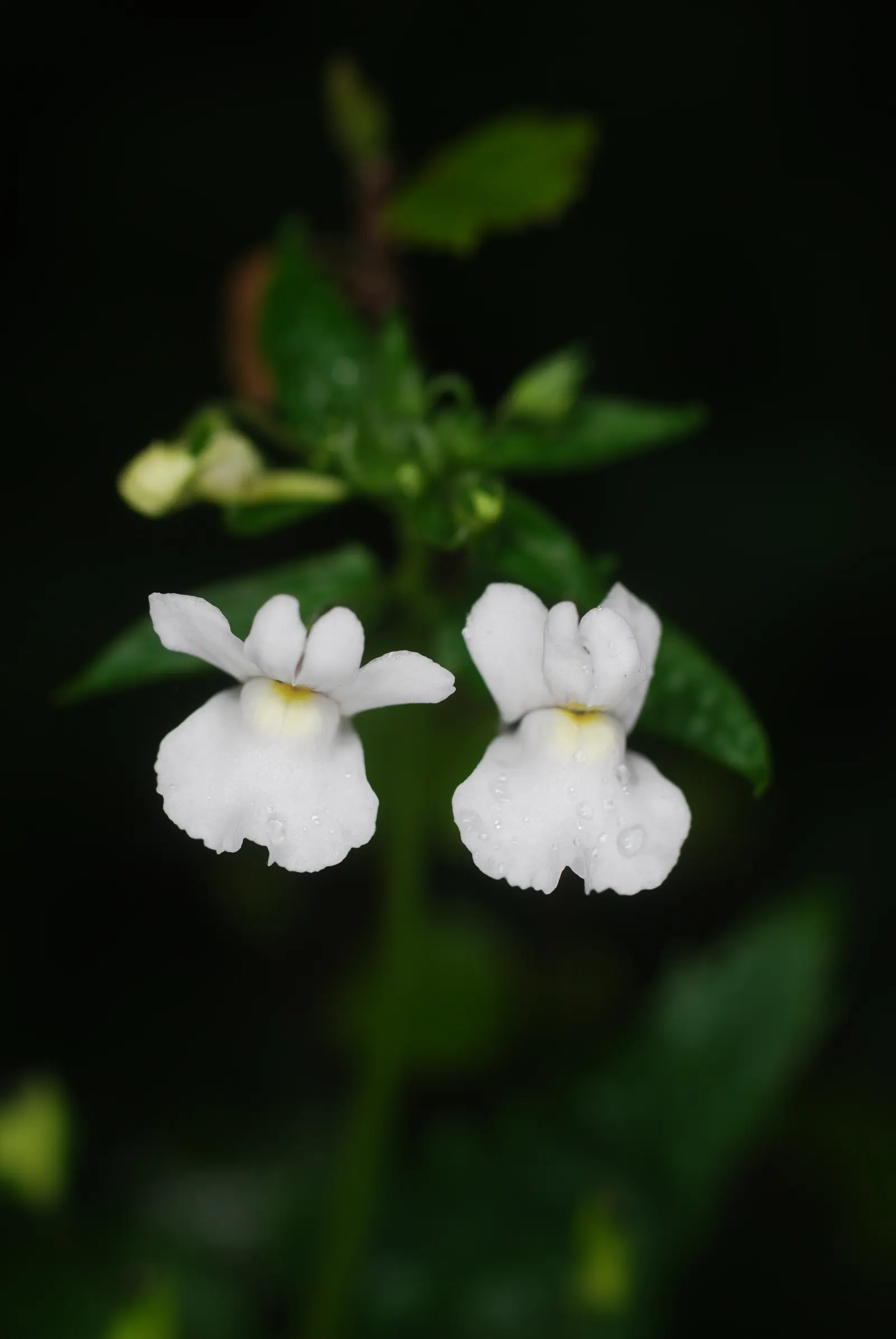 Nemesia (Nemesia Caerulea) — incorporate a slow-release fertilizer to ensure robust growth.<br><br>Compact and remarkably floriferous; it is well-suited for