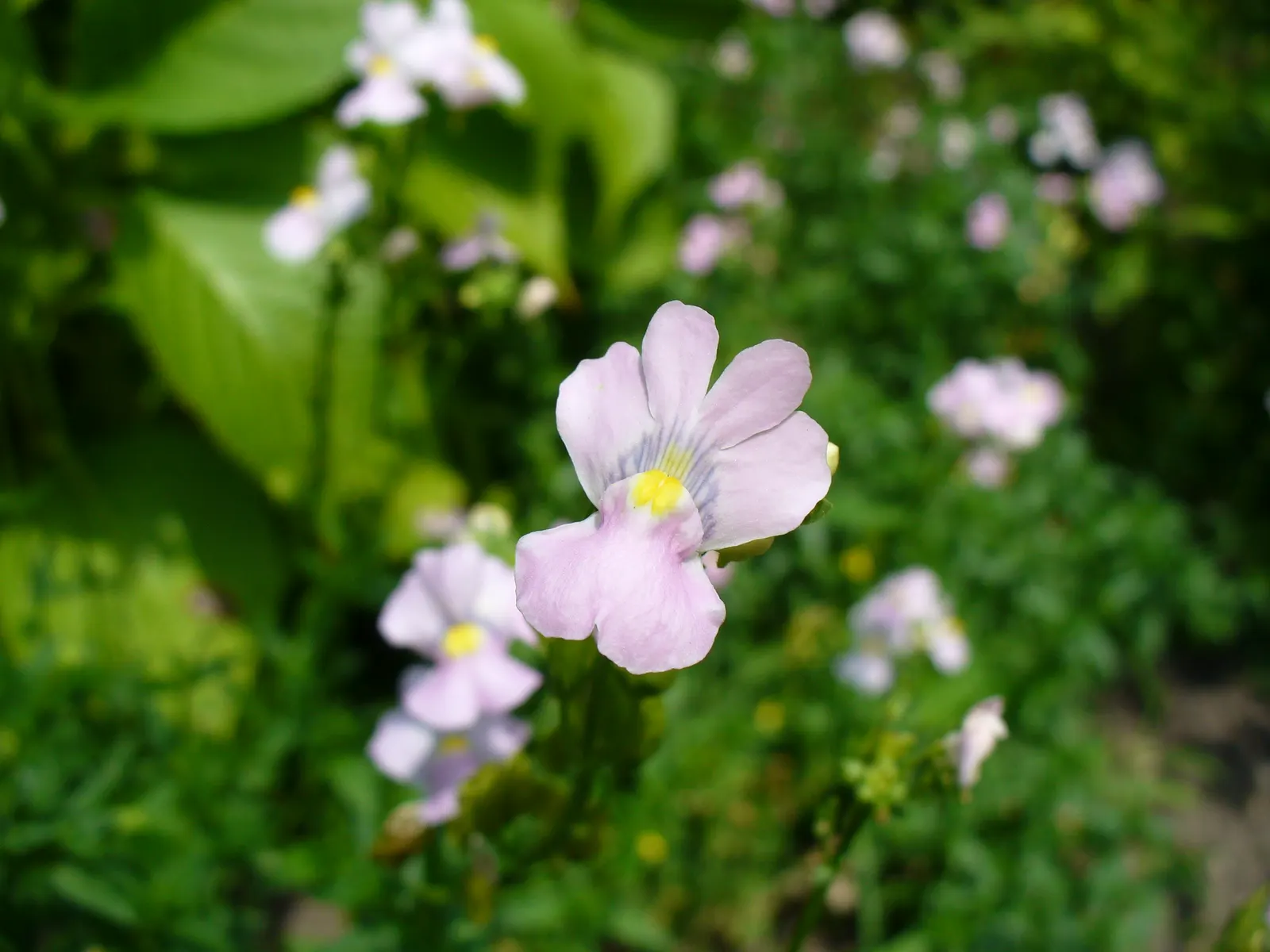 How to price a planting plan when the budget keeps moving