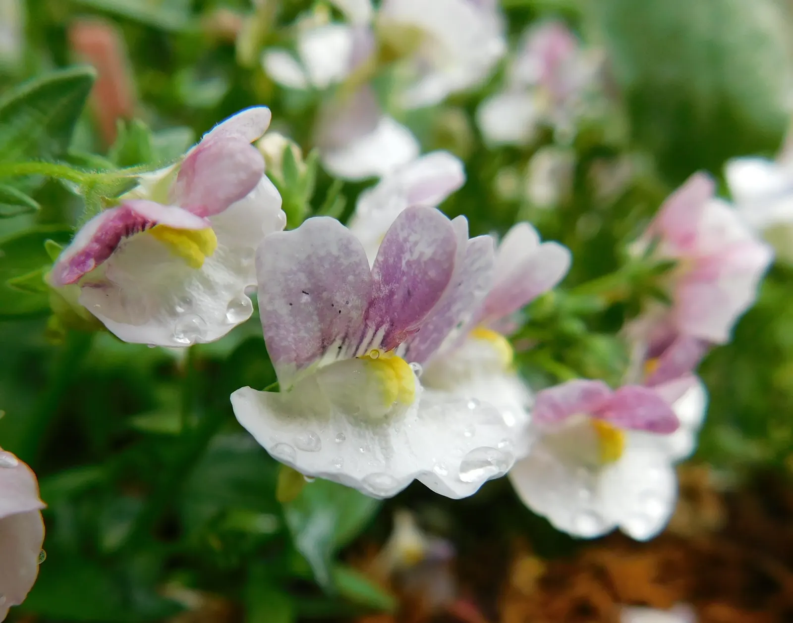 Nemesia (Nemesia Caerulea) — where its multitude of blossoms adds a continuous burst of color; is a charming annual or short-lived perennial that offers a