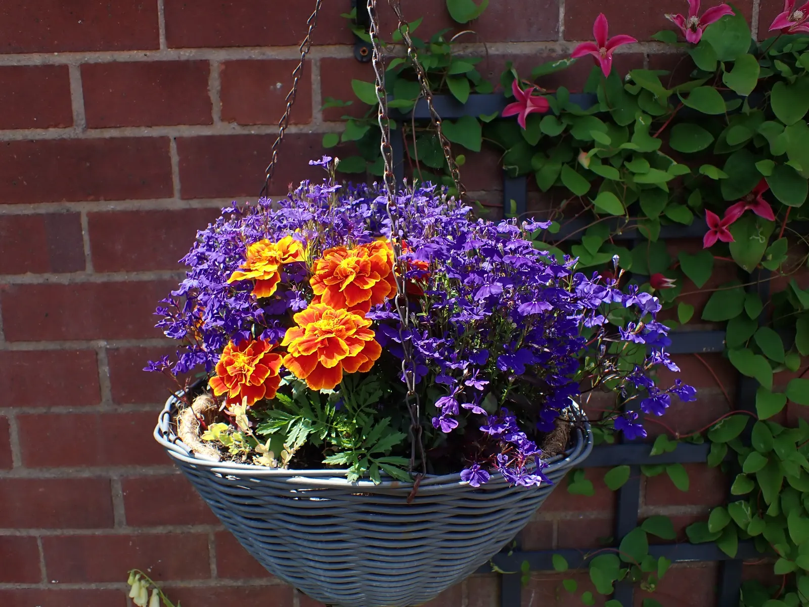 Nemesia (Nemesia Caerulea) — the Nemesia is an excellent choice for client gardens; annual with blue and pink and purple and white blooms