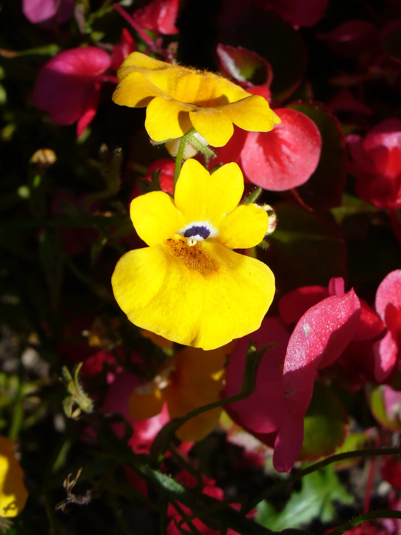 Nemesia (Nemesia Caerulea) — It is well-suited for USDA hardiness zones 9 to 11 and can be treated as a perennial in these warmer climates; creating a compact