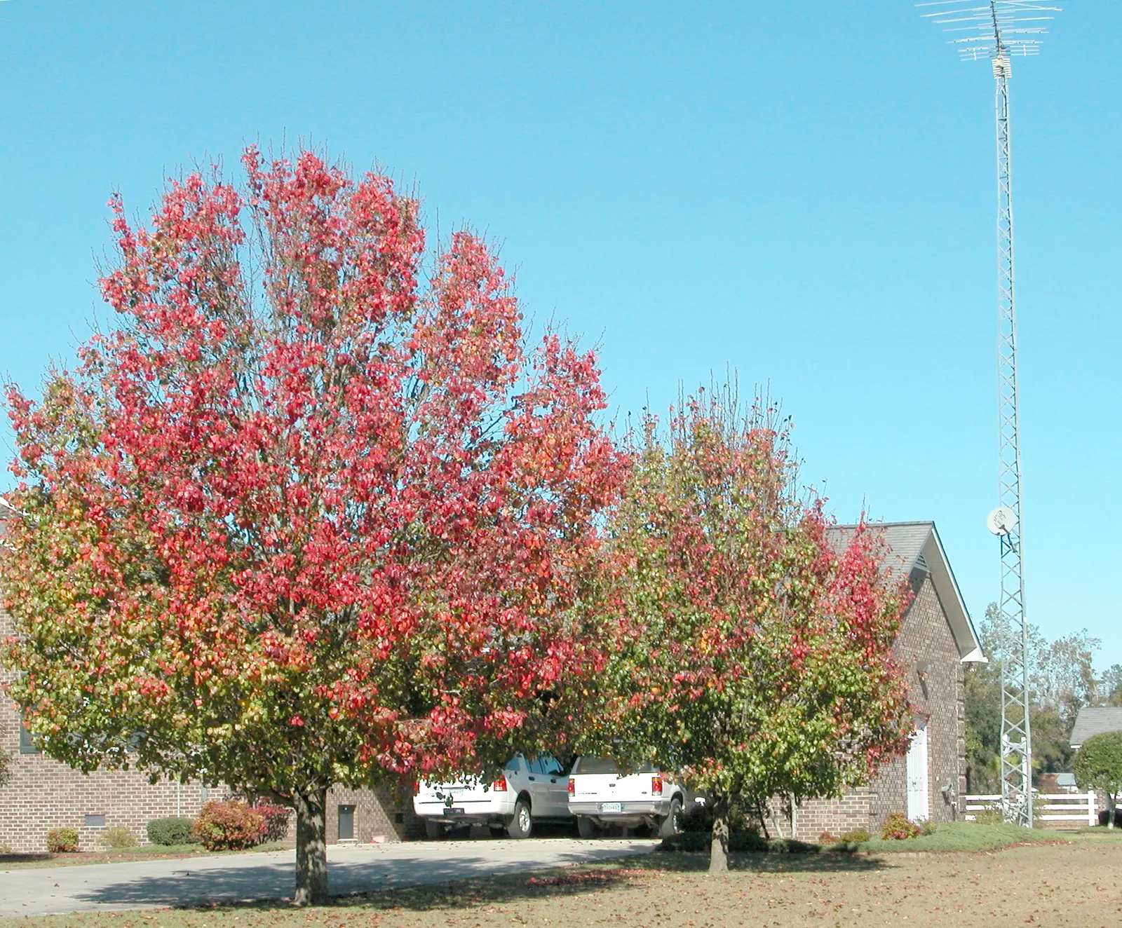 Bradford Callery Pear (Pyrus Calleryana 'Bradford') — lustrous green in the summer to a striking array of purples and reds in the fall
