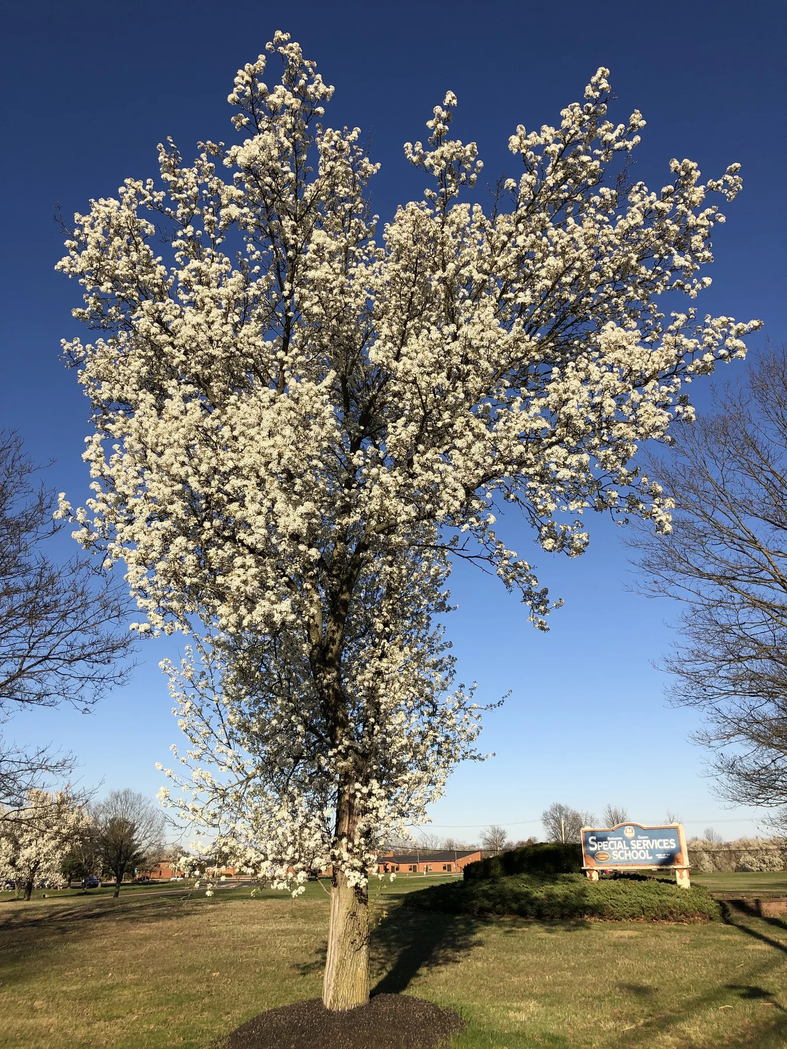 Bradford Callery Pear (Pyrus Calleryana 'Bradford') — The foliage transitions from a deep