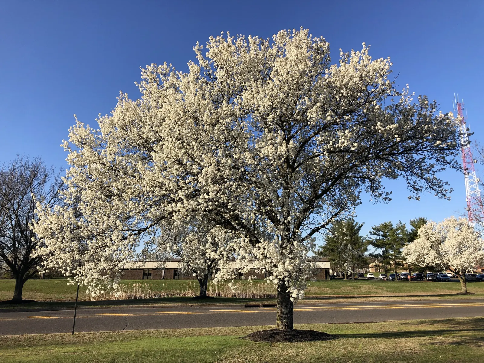 Bradford Callery Pear (Pyrus Calleryana 'Bradford') — making it a popular choice for landscape designs seeking year-round interest