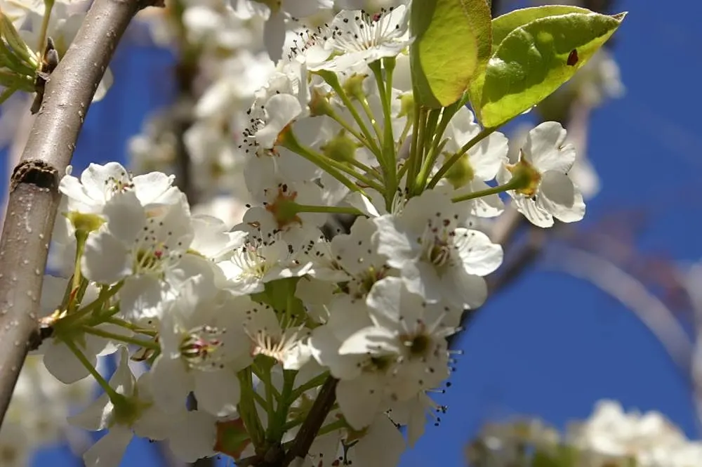 Bradford Callery Pear (Pyrus Calleryana 'Bradford') — enveloping the tree in a dense floral display before the emergence of its glossy