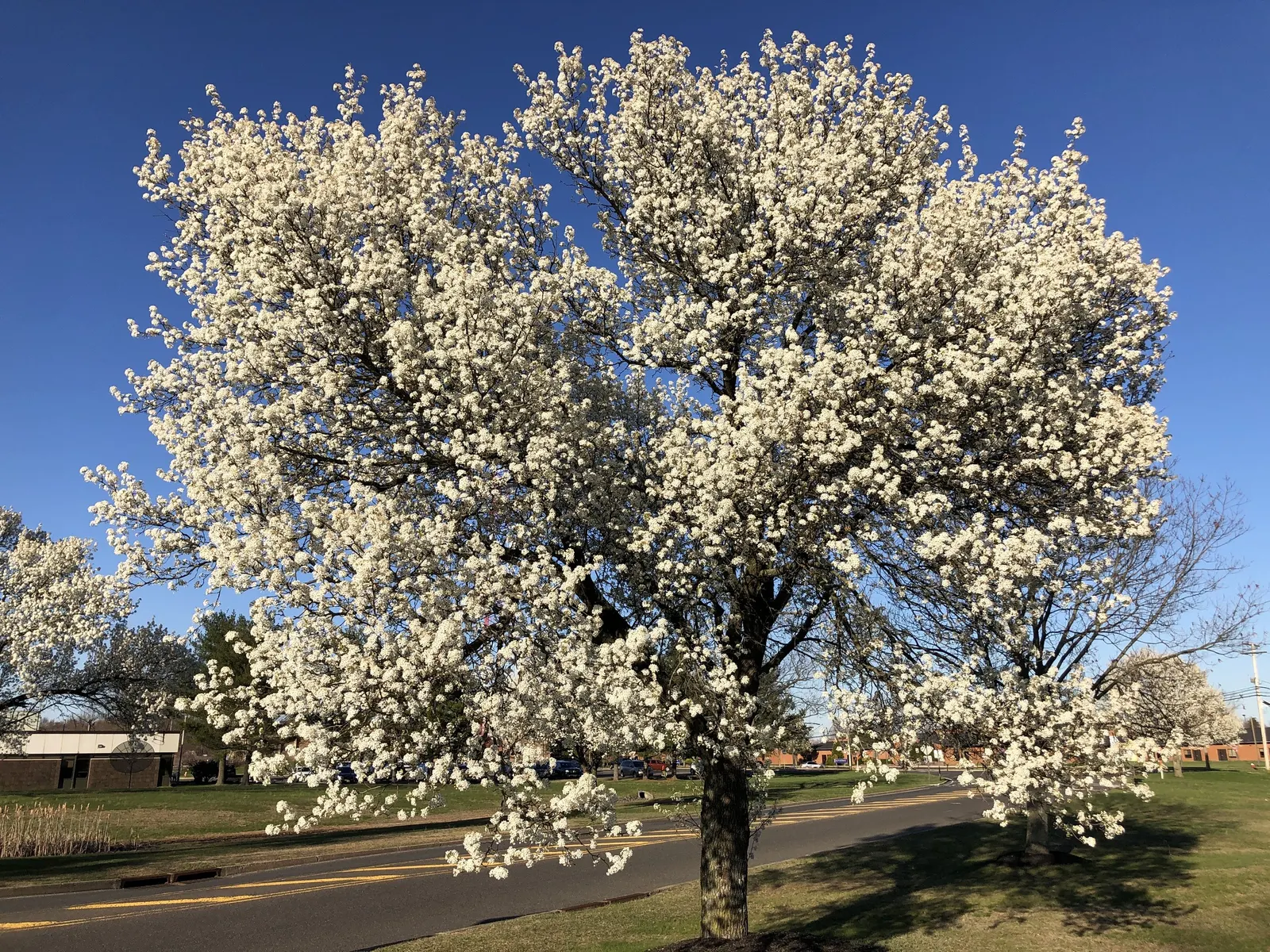 Bradford Callery Pear (Pyrus Calleryana 'Bradford') — each 0.75 to 1 inch in diameter