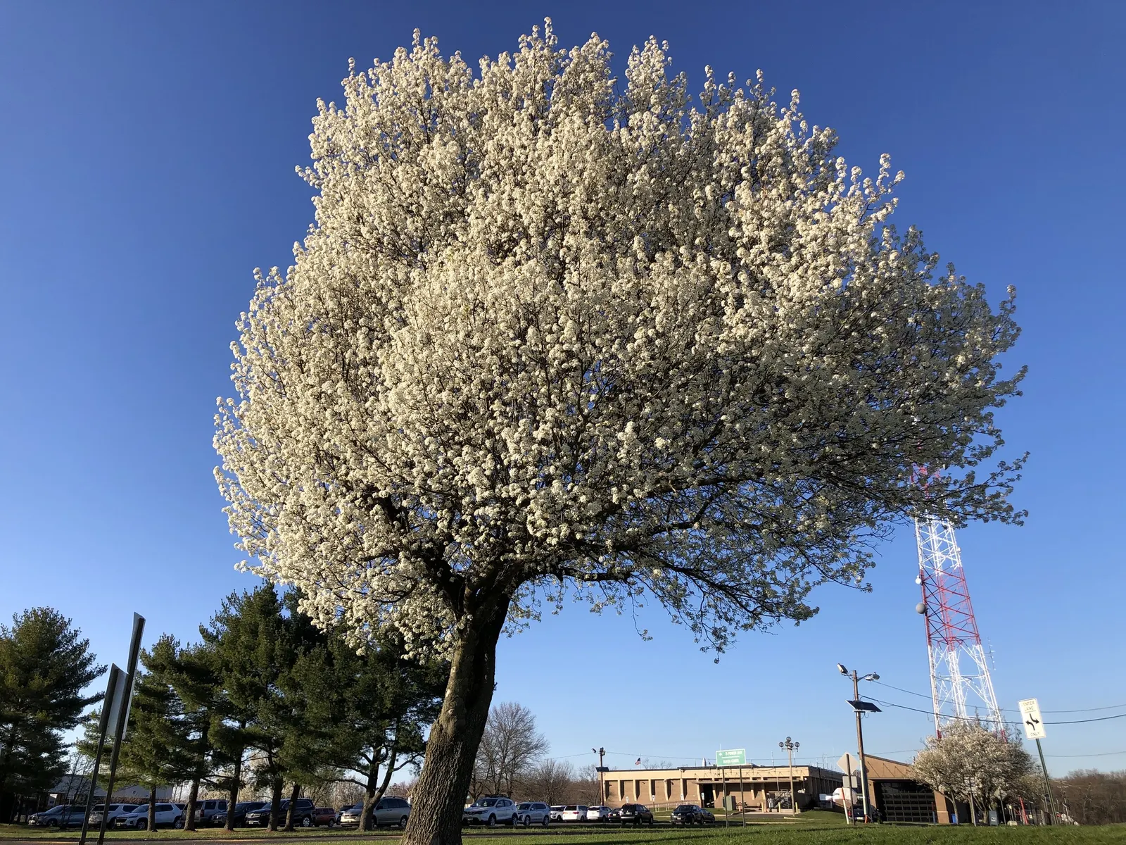 Bradford Callery Pear (Pyrus Calleryana 'Bradford') — adding a vibrant splash of color to the landscape.<br><br>The Bradford Pear is hardy in USDA zones 5