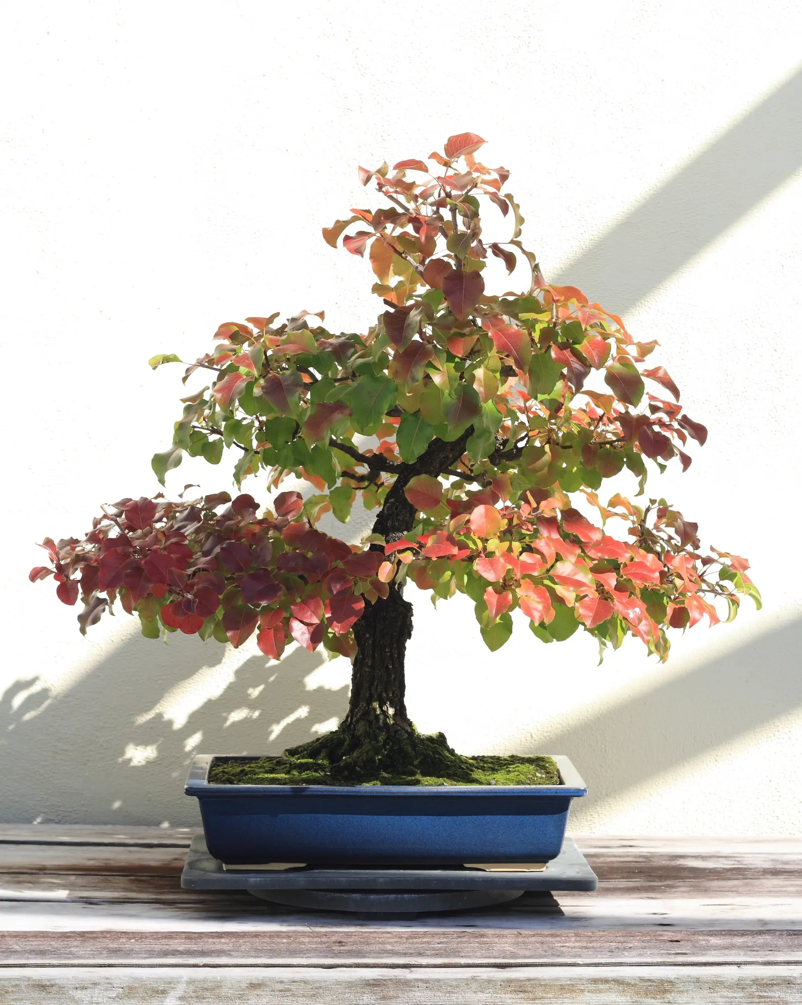 Bradford Callery Pear (Pyrus Calleryana 'Bradford') — While highly tolerant of pollution and compacted soils