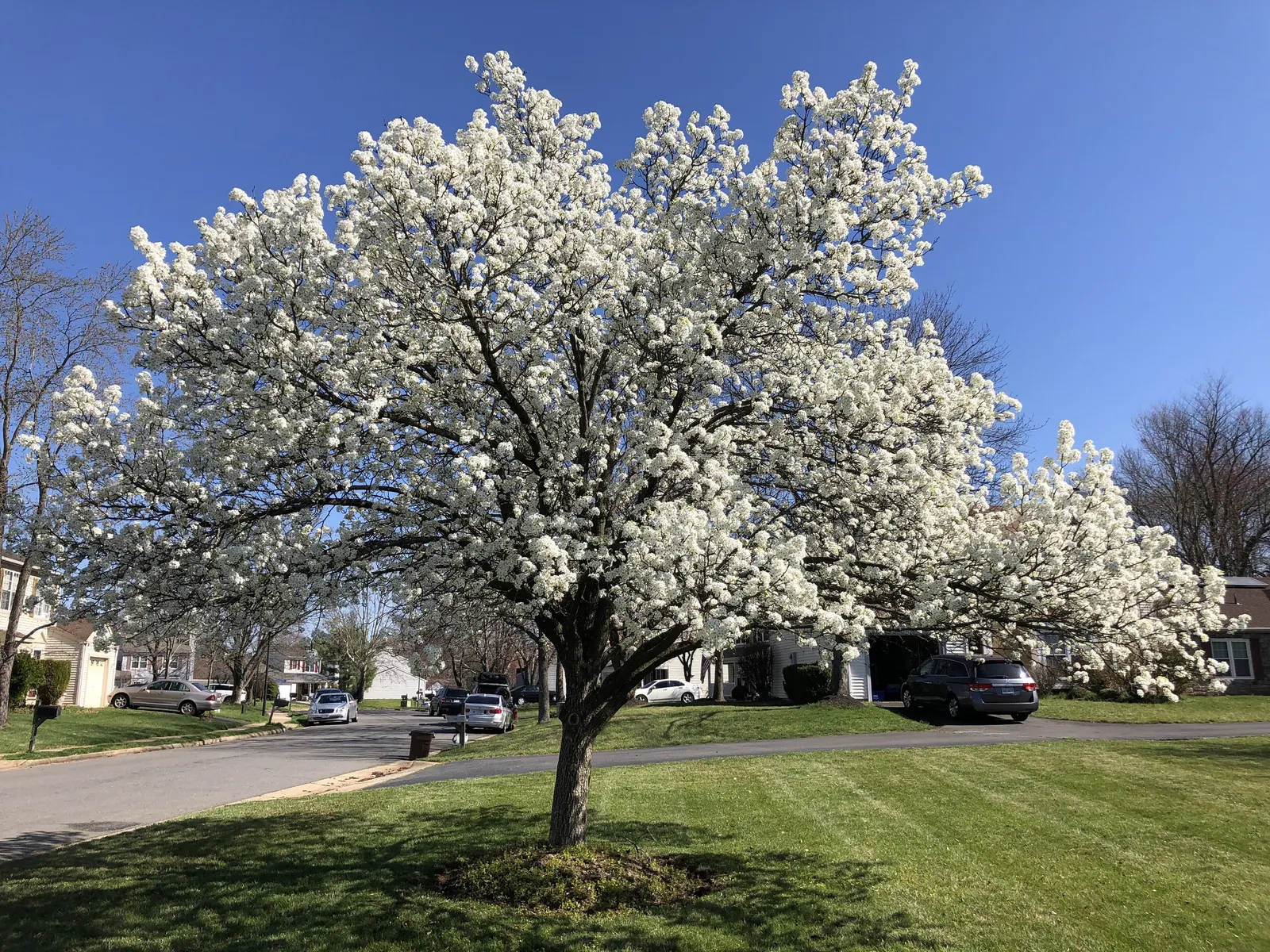 Bradford Callery Pear (Pyrus Calleryana 'Bradford') — When integrating this tree into a landscape design