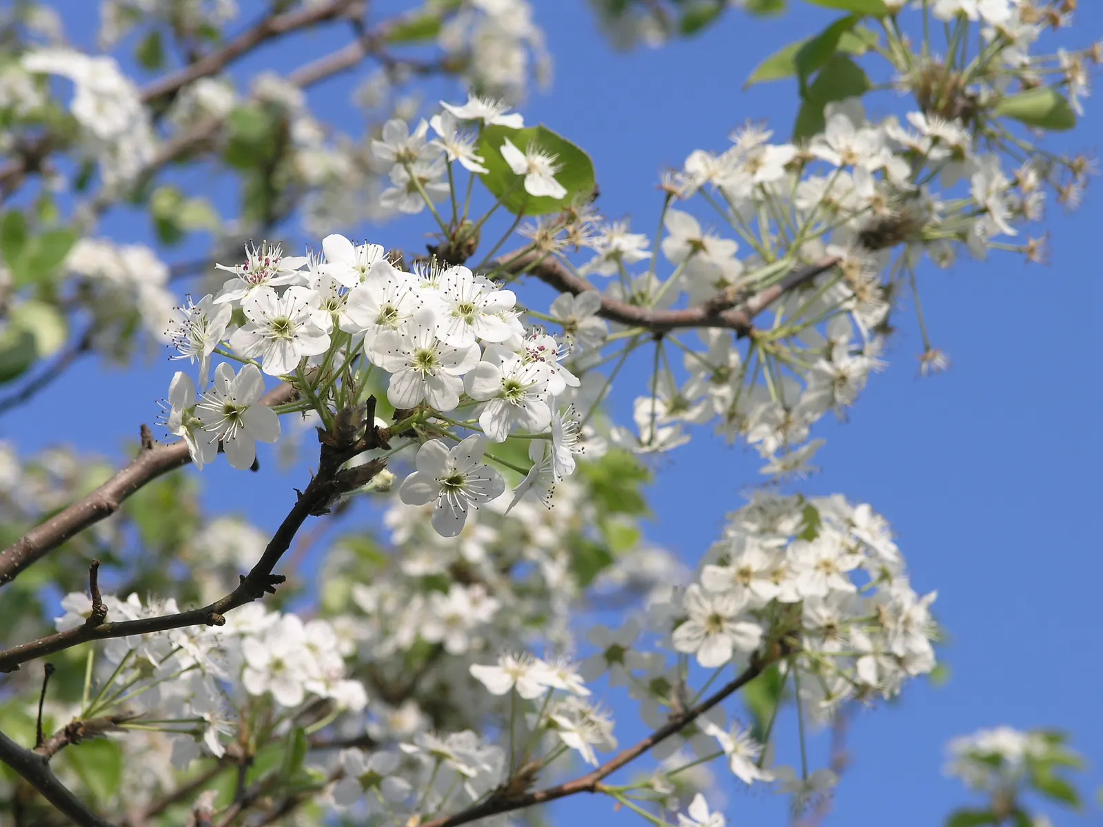 Bradford Callery Pear (Pyrus Calleryana 'Bradford') — is a popular ornamental tree that stands out with its profuse spring blossoms and glossy green leaves